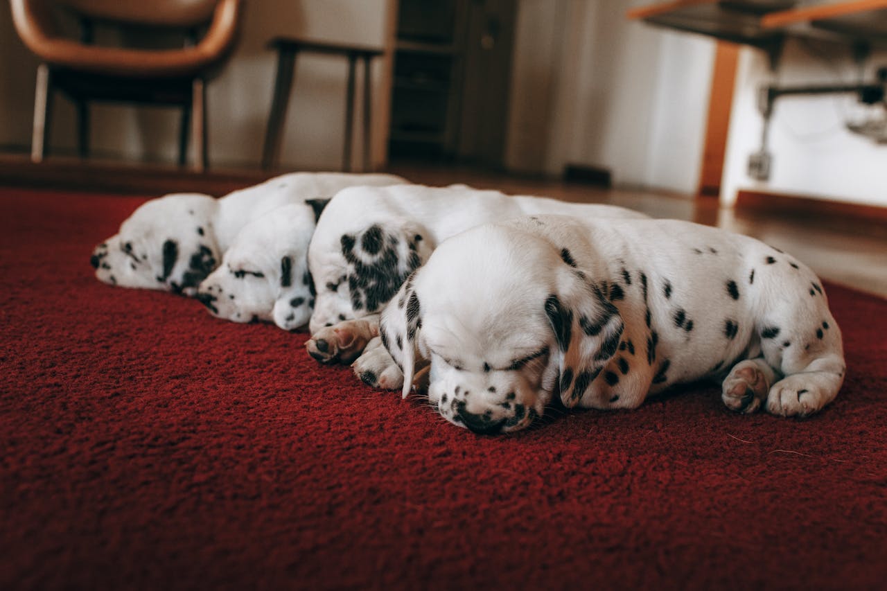 who-we-are Cute Dalmatian puppies peacefully asleep on a plush red carpet indoors. Perfect scene of tranquility and warmth.