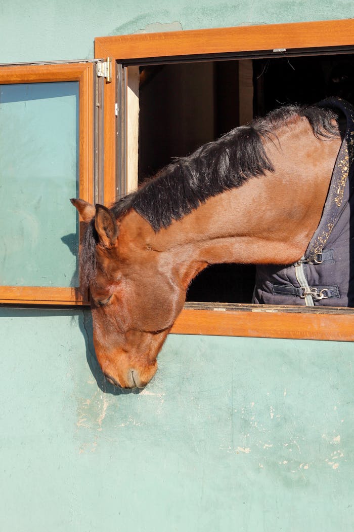 Elegant horse peering out of a stable window under warm sunlight.