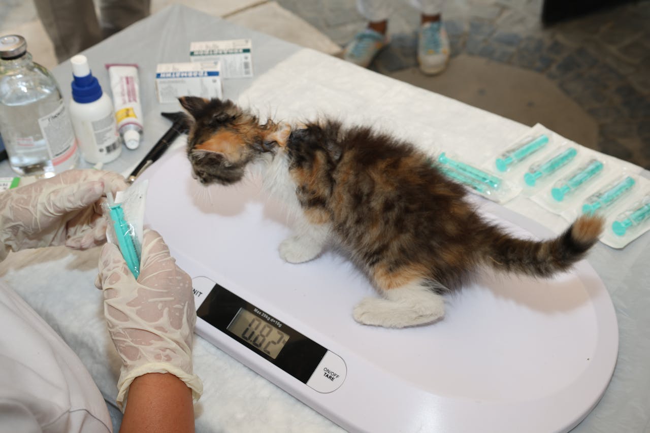A veterinarian weighs a small kitten during a checkup at a clinic for pet health assessment.